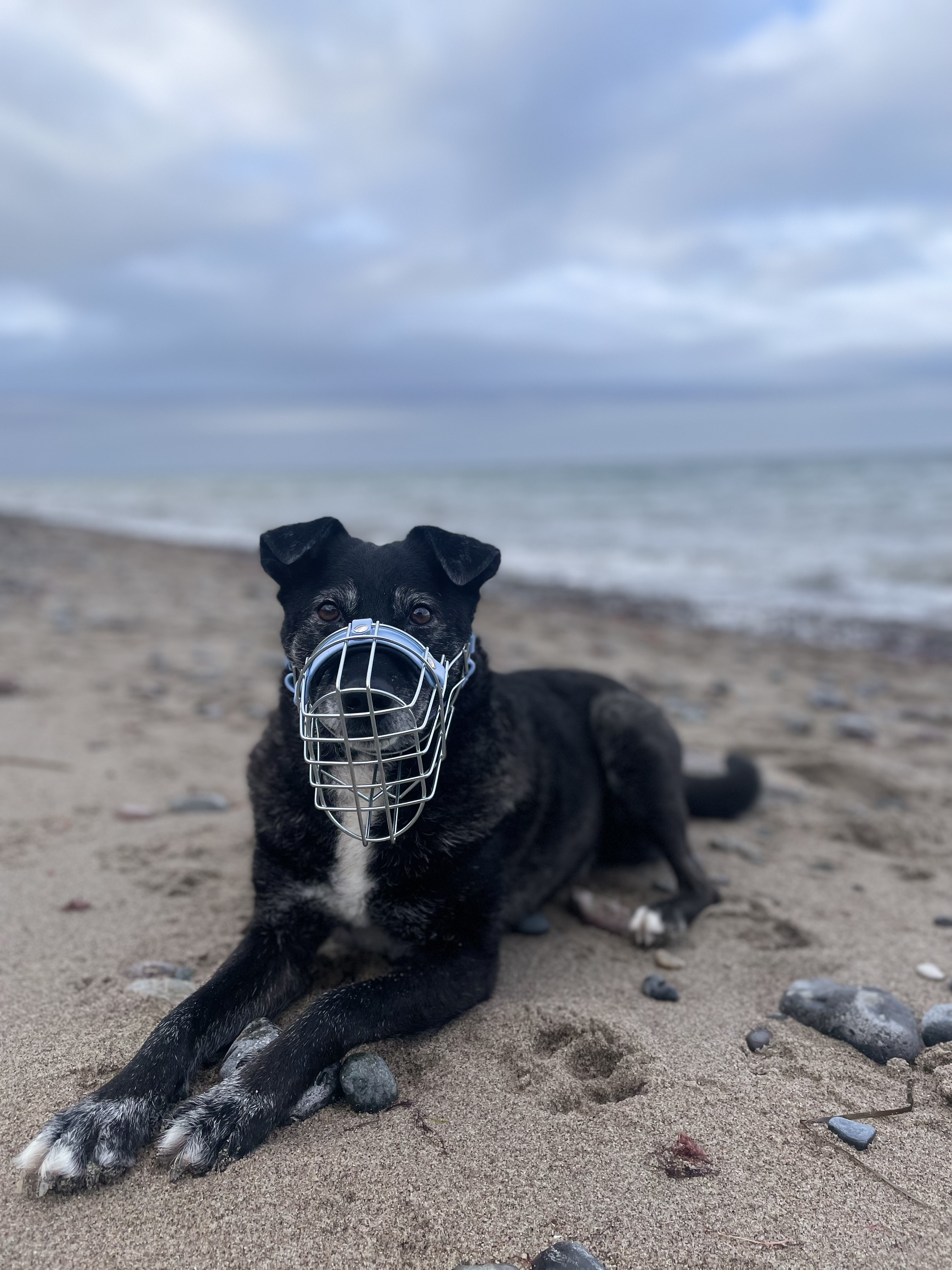 Ein Hund mit himmelblauem Maulkorb. Er liegt am Strand und schaut in die Kamera