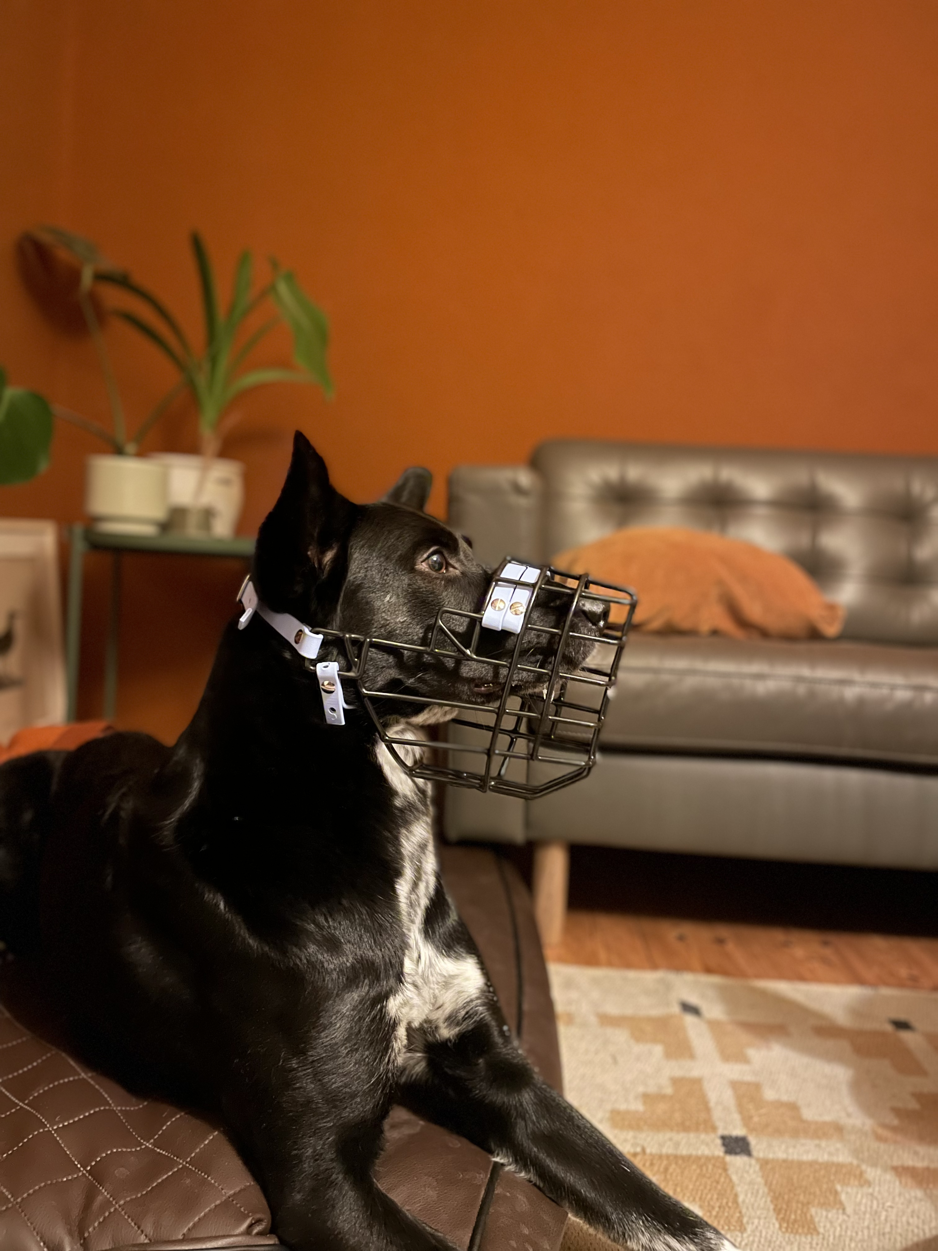 Ein Hund im Wohnzimmer mit blau-schwarzem Maulkorb