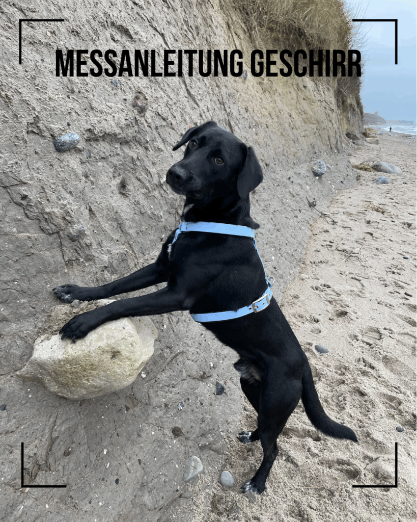 Schwarzer Hund mit blauen Geschirr am Strand