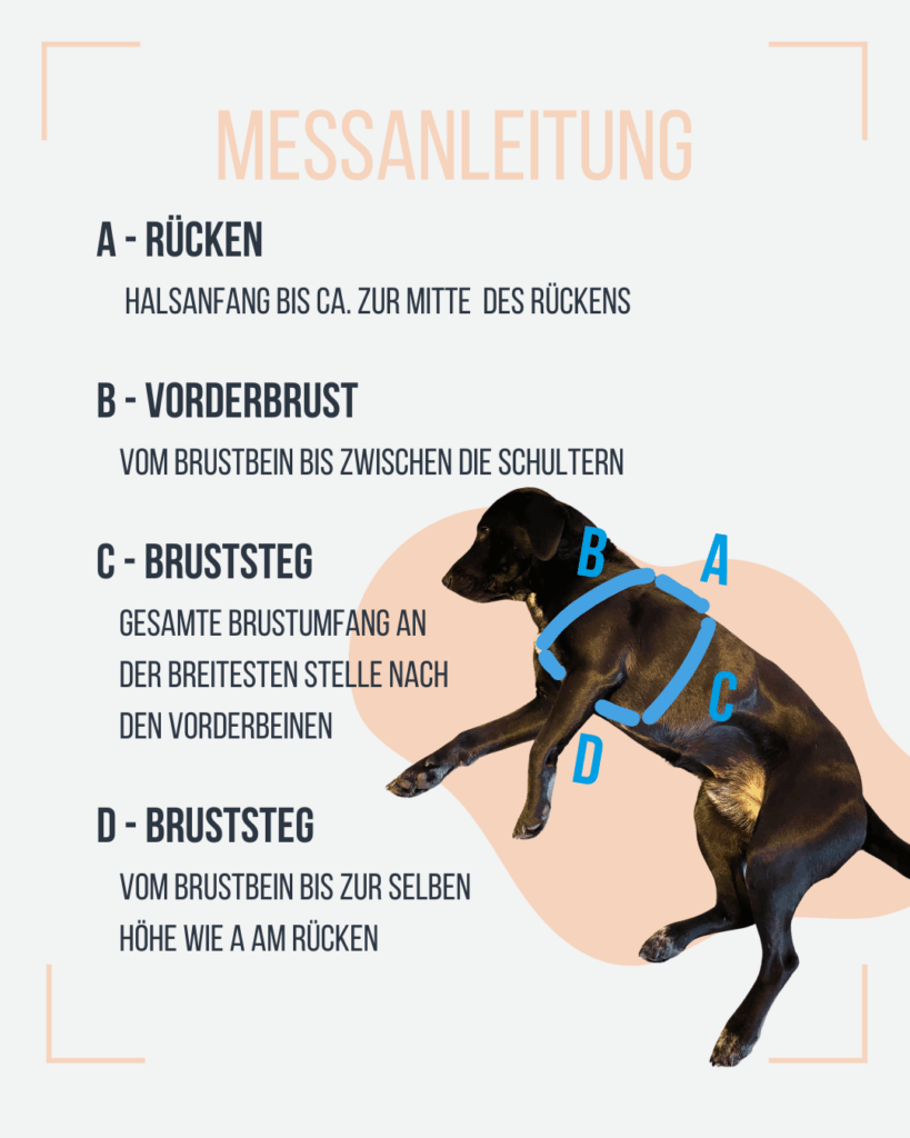 Messanleitung mit Bild eines Hundes