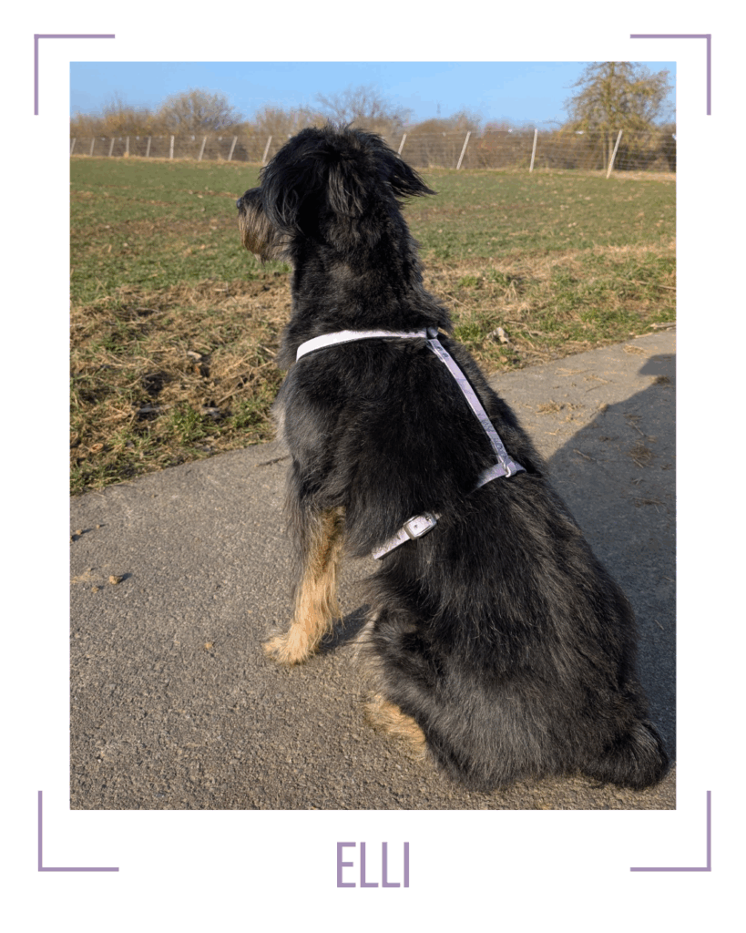 Hund von hinten mit Geschirr