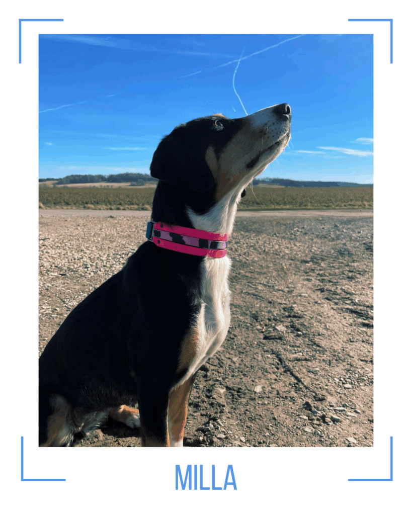 Entelbucher Hündin mit buntem Halsband mit pink