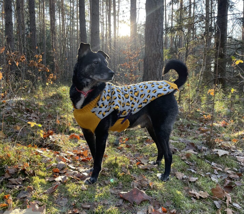 Ein Hund steht aufrecht im Wald. Sein Blick ist nach hinten gewandt.