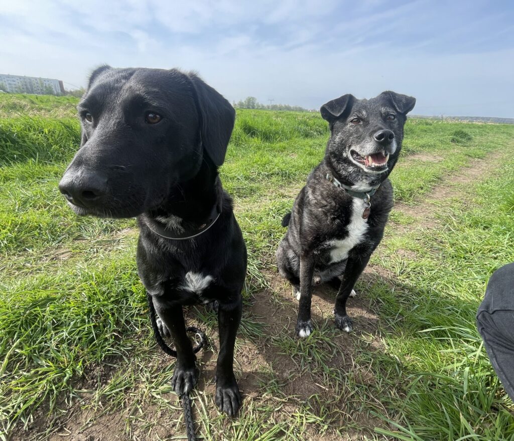 Auf dem Bild sind zwei schwarze Hunde zu sehen. Sie sitzen und schauen in Richtung der Kamera.